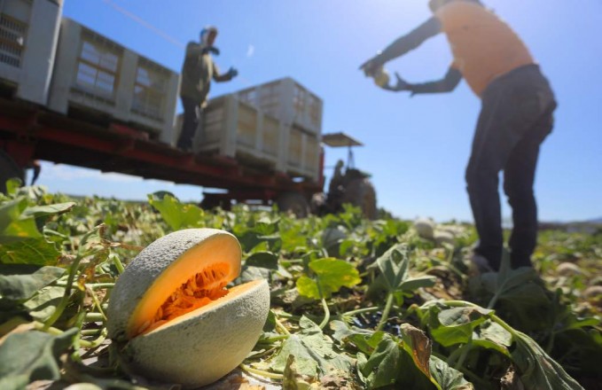 Honduras este año espera abrir exportación de melón a Corea del Sur