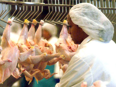 4 millones de libras incrementará la producción de carne de pollo