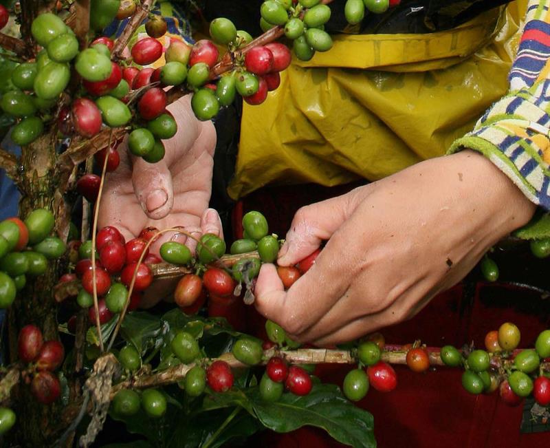 Cafetalero en crisis economica