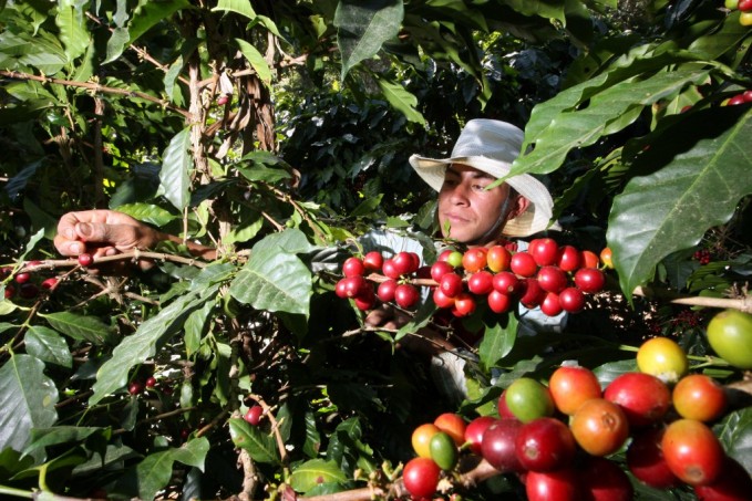 A 6,500 millones asciende deuda de los productores de café con la banca nacional