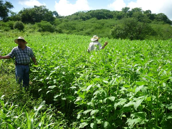 En mas de 2 mil manzanas incrementará este año la producción de ajonjolí en Honduras