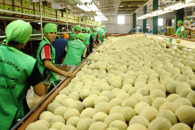 En un 20% incrementará las exportaciones del melón hondureño