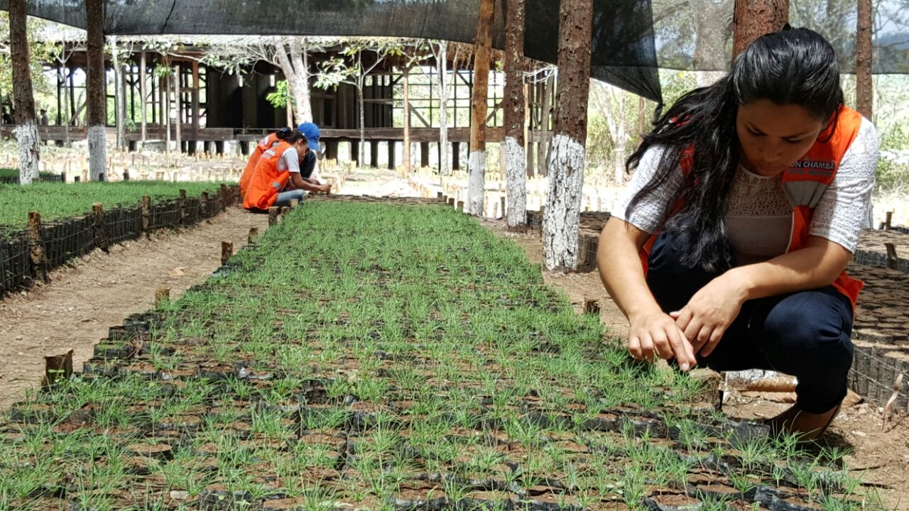 ICF invertirá 230 millones de lempiras en programas de reforestación y control de plagas