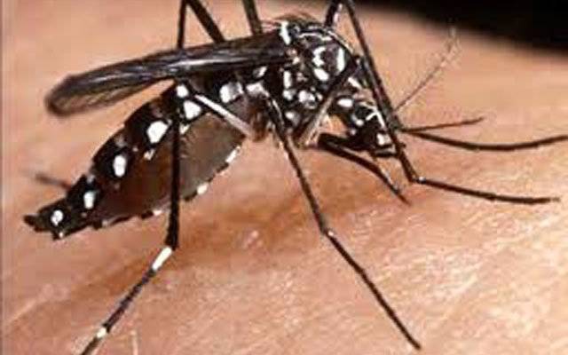 Alcaldía sampedrana sancionará a dueños que no limpian solares baldíos, criaderos del zancudo del dengue