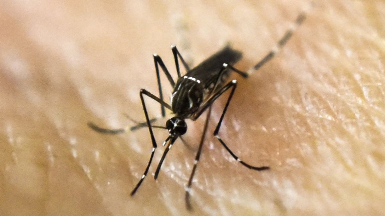 Hasta la fecha se reportan 1,998 casos de dengue, zika y chikungunya