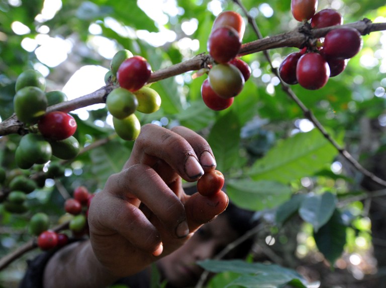 Comisión del Congreso analizará problemática del café y definirán ruta a seguir