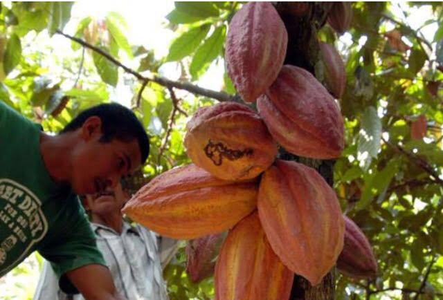 Cacao