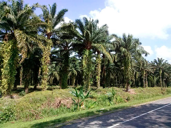 Palma Africana