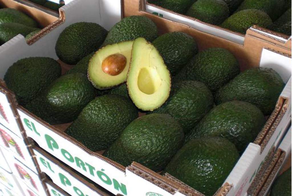 Con el "Plan de Aguacate" se beneficiará a más de 100 mil productores de café en Honduras