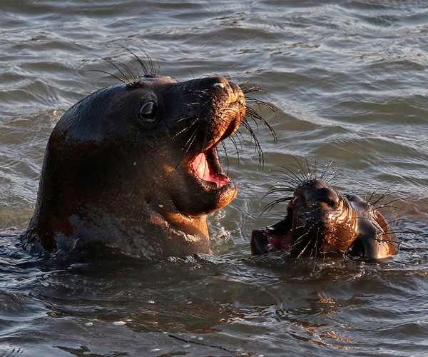 Conteo de focas