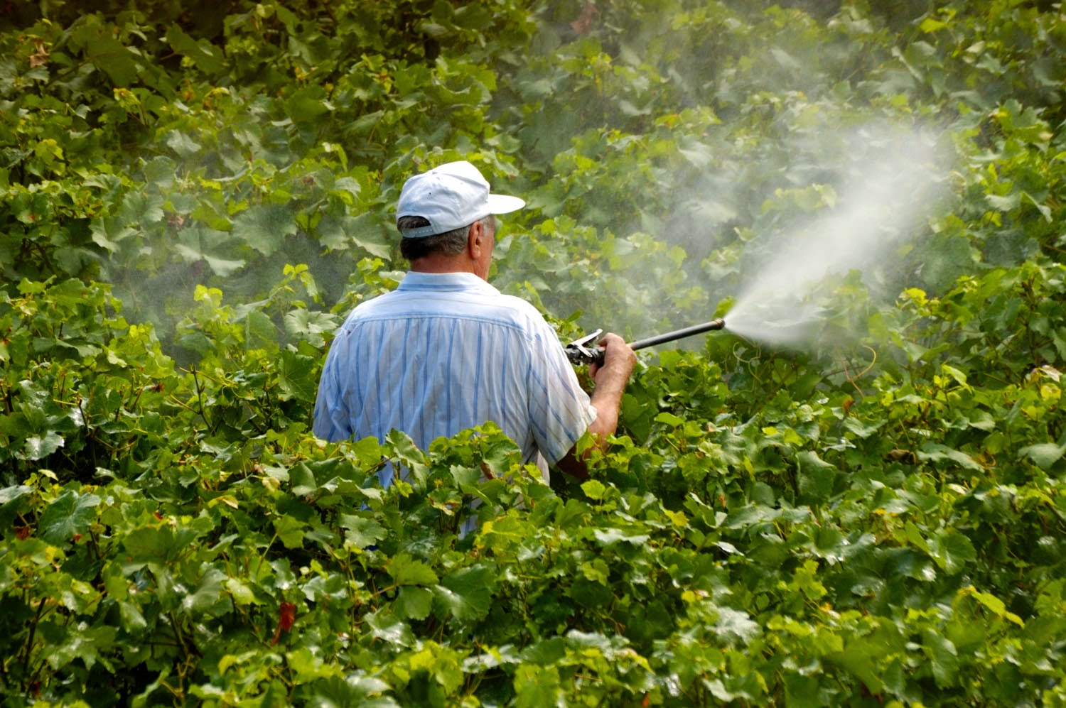 116 mil bonos agrícolas