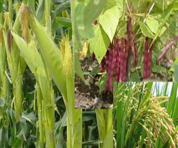 Vía Campesina lamenta que fondos del Gobierno no llegaron a los pequeños productores