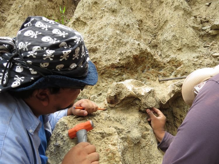Descubren cementerio de animales extintos mientras buscaban fósiles en Honduras