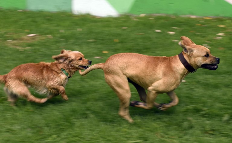 Perros en peligro en el metro de México reciben segunda oportunidad