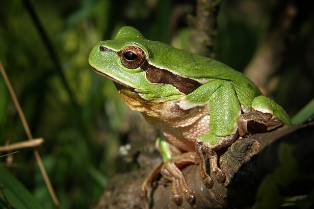 Miles de especies de ranas aparecieron tras el fin de los dinosaurios (estudio)