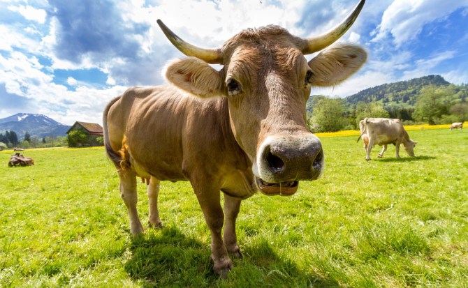 vaca