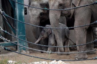 Irlanda prohíbe el uso de animales salvajes en circos