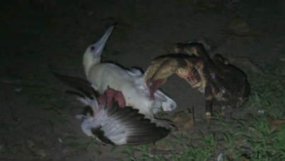 VIDEO: Un cangrejo devora un enorme pájaro marino