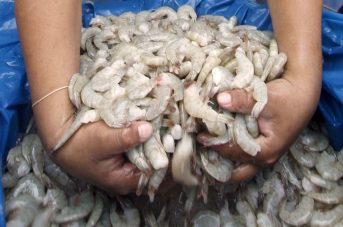 Productores camaroneros se preparan para asistir a feria en Asia