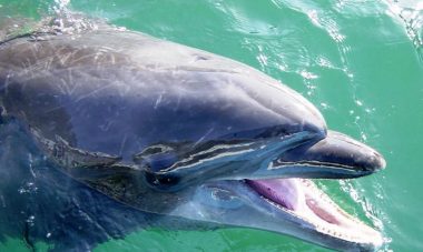 La delfín que más tiempo vivió en cautividad murió en un acuario