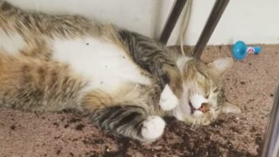 Impactante: Así quedaron estos gatos tras comerse marihuana de su dueña