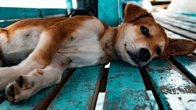 Una perrita abandonada en aeropuerto muere de tristeza en espera de sus dueños