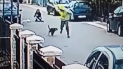 Un perro salva a una mujer de un robo mordiendo al ladrón en los glúteos