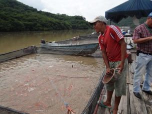 Miles de libras de tilapia producen pequeños productores en Represa de Nacaome