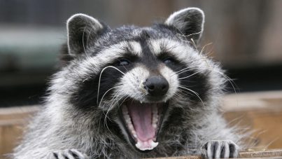 Un mapache ataca salvajemente a una bebé de cuatro meses