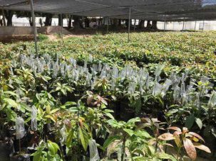 Productores de papa y de aguacate hass de Intibucá contarán con asistencia técnica