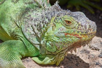 Llueven iguanas congeladas en Florida