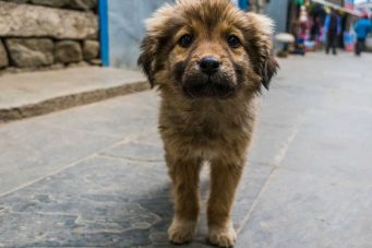 'Matan' perros callejeros para limpiar ciudades rusas donde se jugará Mundial 2018
