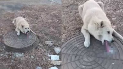 Rescatado un perro luego que su lengua quedara pegada en una coladera