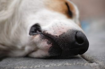 Hallan perros muertos que iban a ser vendidos en restaurante de Perú