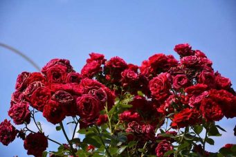 Unas 15 mil toneladas de flores saldrán desde Quito para San Valentín