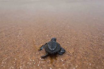 Mueren ocho niños en Madagascar después de comer una tortuga marina