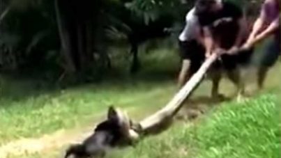 Dramático rescate de un perro al que una anaconda arrastró hasta un río