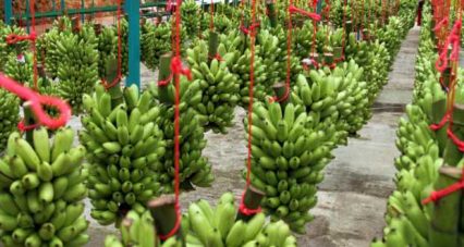 Gobierno logra primeros acuerdos con sindicato y empresa bananera
