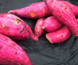 Gobierno desarrollará programas de cultivos biofortificados en la Mosquitia