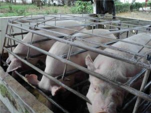 La carne de cerdo es la segunda carne más consumida en el país seguido por el pollo.