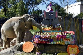 Elefanta Trompita celebra 57 años con pastel de frutas en Guatemala
