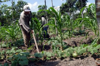Más de 300 mil familias campesinas sin acceso a la tierra en Honduras
