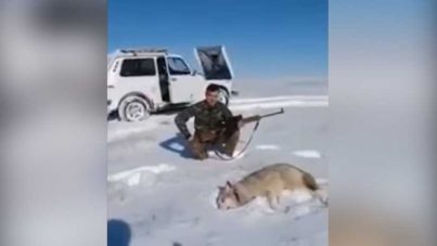 Un lobo "vuelve a la vida" solo para vengarse de su cazador (VIDEO)