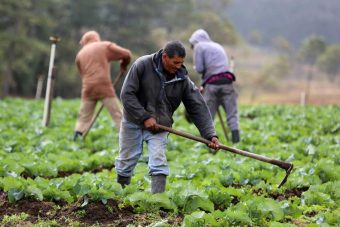 Gobierno destinará más de 5,500 millones al crédito agrícola