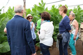 Catadores franceses conocen proceso de producción de puros hondureños