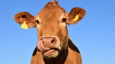 Una vaca se fuga de un matadero y nada hasta una isla desierta