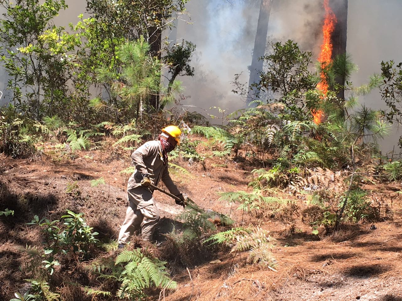 El 60% de los incendios se provoca en terrenos privados, Marco Antonio Espinoza