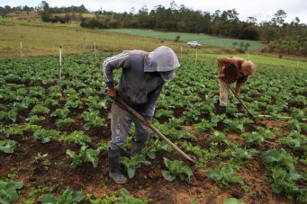 En próximos días entregarán bono agrícola en los municipios del departamento de Atlántida
