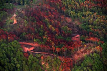 Gobierno: Honduras cumple acuerdos del Cambio Climático con reforestación de bosques