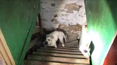 Impresionante reacción de un perro encontrado encadenado en un sótano